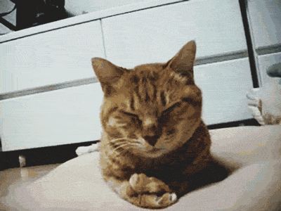 gifa cat facepalm